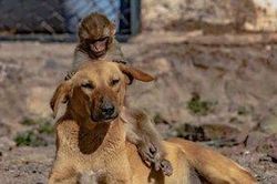 Chú chó mang thai nhận nuôi khỉ con mồ côi mẹ