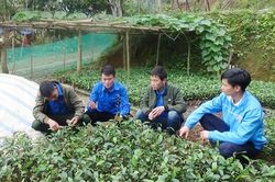 Phát triển giá trị ngành hàng quế