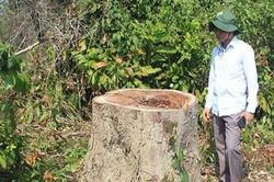 Đề nghị xử lý kỷ luật hành vi phá rừng theo phản ánh của Báo CAND