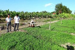 Cần nâng sức 'đề kháng' cho đồng bằng sông Cửu Long