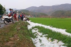 Nhiều diện tích hoa màu bị thiệt hại do mưa đá ở Điện Biên