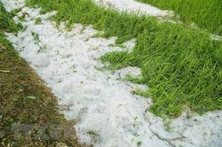 Điện Biên: Mưa đá phủ trắng xóa ruộng lúa, vườn nhà