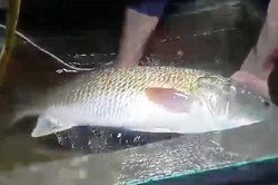 Clip: Cận cảnh con cá nghi sủ vàng quý hiếm nặng hơn 5kg