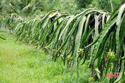 9X Hà Tĩnh khởi nghiệp làm trang trại cây ăn quả, thu nửa tỷ đồng/năm