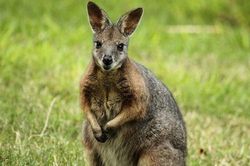 Vì sao chuột túi Wallaby chưa đẻ con đã lại mang thai?