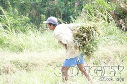 Người dân miền Tây nai mình chống hạn mặn