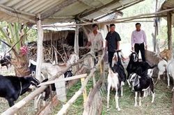 Hiệu quả từ nguồn vốn vay ưu đãi