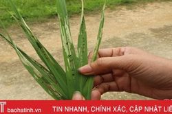 Xuất hiện sâu cuốn lá nhỏ gây hại trên lúa xuân ở Đức Thọ