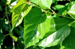 Khám phá công dụng chữa tiểu đường từ lá dâu tằm