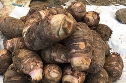 Khoai sọ lại có tác dụng thần kỳ cho những căn bệnh u bướu