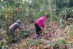 Tăng cường quản lý bảo vệ và phòng cháy, chữa cháy rừng