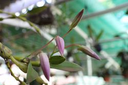 Đặc sản tháng 3…