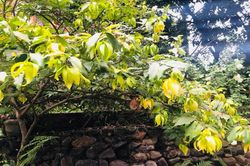 Có một loài hoa tên luôn bị sai