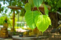 3 kiểu người đi chùa