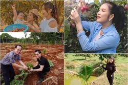 Đọ những khu vườn 'thẳng cánh cò bay' của sao Việt