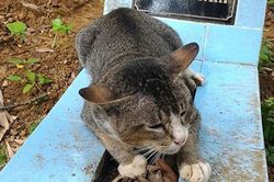 Cảm động trước chú mèo nằm bên mộ chủ suốt một năm không rời