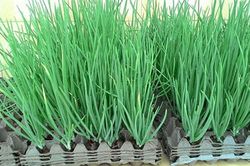 Mẹo trồng hành lá cực nhanh mà nhàn không cần đất, tha hồ hái mỏi tay