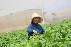 Nông dân hợp tác với công ty sản xuất rau sạch