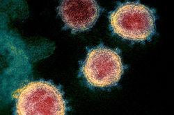 Tại sao virus corona không 'sống' nhưng rất khó tiêu diệt?