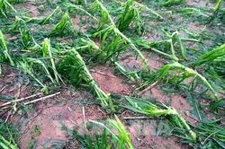 Mưa đá kèm dông lốc gây nhiều thiệt hại ở Lào Cai