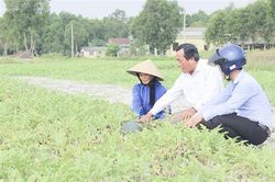 Quyết tâm xây dựng xã Triệu Trạch đạt xã nông thôn mới kiểu mẫu