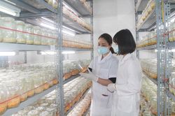 Nuôi cấy thành công dược liệu 'đông trùng hạ thảo'