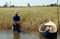Hỗ trợ 530 tỷ đồng cho các địa phương Đồng bằng sông Cửu Long ứng phó với xâm nhập mặn