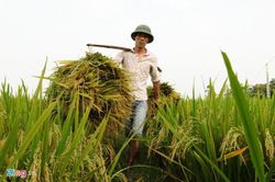 'VN luôn quan tâm tới an ninh lương thực cùng với việc xuất khẩu gạo'