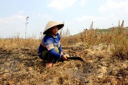 Bất lực trước khô hạn?