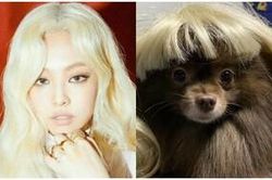Xem loạt ảnh 'chị em song sinh' dễ thương muốn xỉu của Jennie (BlackPink) và cún cưng