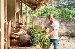 Nông dân Trung Giáp góp phần giảm nghèo bền vững
