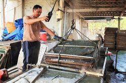 Làng nghề hấp cá ở Bình Minh tất bật vào vụ