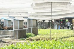 Vụ 'cất nhà, trồng rau trên đất mộ' tại TP HCM: UBND quận 12 yêu cầu xử lý dứt điểm trước 30/3