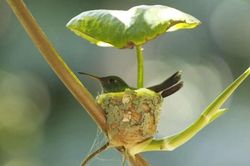 Chim ruồi xây tổ có mái che mưa