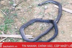 Hà Tĩnh: Đi trồng keo, người đàn ông bị rắn cắn tử vong