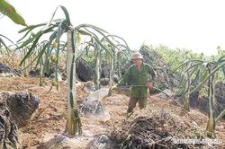 Tăng thu nhập và giảm nghèo ở vùng nông thôn