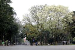 Khuyến cáo người dân không ra đường nếu không thực sự cần thiết