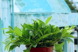 Giới nhà giàu ''khoái'' đặt cây cảnh gì trong nhà?