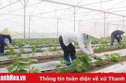 Huyện Nga Sơn tích tụ 177 ha để sản xuất tập trung, quy mô lớn