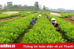 Đẩy mạnh công tác trồng cây, trồng rừng vụ xuân