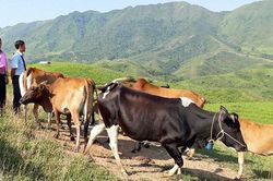 Sát cánh cùng hội viên nông dân xóa đói giảm nghèo
