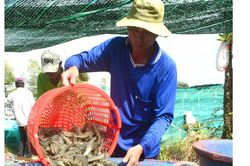 Giá tôm làm khó người nuôi và doanh nghiệp