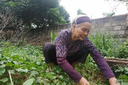 Cụ bà bán rau 79 tuổi ủng hộ tiền chống dịch COVID -19