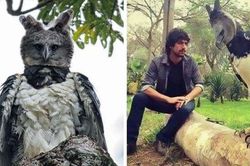 Loài đại bàng kì lạ có hình dáng như người hóa trang mà thành