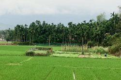 Làng cau Phú Hải