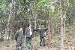 Tân Sơn hướng tới phát triển nông nghiệp bền vững