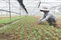 Đông Hà đẩy mạnh ứng dụng khoa học và công nghệ vào sản xuất, kinh doanh