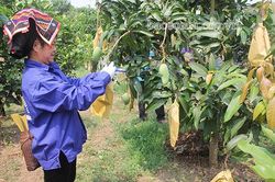 CLB nữ xoài Yên Châu: Những hoạt động thiết thực, hiệu quả