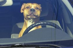 Nam thanh niên bị bắt vì cho chó pitbull tập lái ôtô