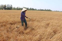 Bộ TN&MT đề xuất hỗ trợ cho 5 tỉnh hạn mặn nặng 4 tỷ đồng